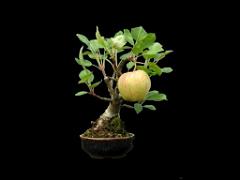 149 BONZAI A MAULEVRIER 2016_000010